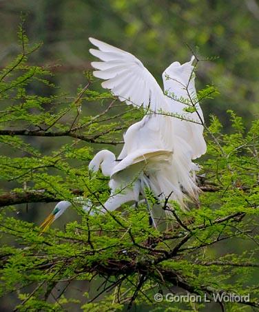 Breeding Egrets 46098.jpg - Great Egret (Ardea alba)Photographed at Lake Martin near Breaux Bridge, Louisiana, USA.